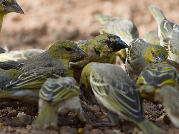<h3><a href="/trips/gambia/biota/animalia/chordata/aves/040 passeriformes/114 ploceidae/ploceus cucullatus/ploceus cucullatus-nl.html">Ploceus&nbsp;cucullatus</a> / Village&nbsp;weaver / Grote&nbsp;textorwever</h3>OM-1 Mark II met OLYMPUS M.150-400mm F4.5 TC, 1/2000 sec  bij F5.6, ISO 2500, afstand 4.27&nbsp;m